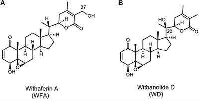 Withanolide D Enhances Radiosensitivity of Human Cancer Cells by Inhibiting DNA Damage Non-homologous End Joining Repair Pathway